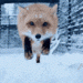 SnowFoxGIFbyMOODMAN11.gif
